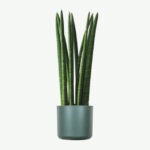 plants ecommerce product featured img 10